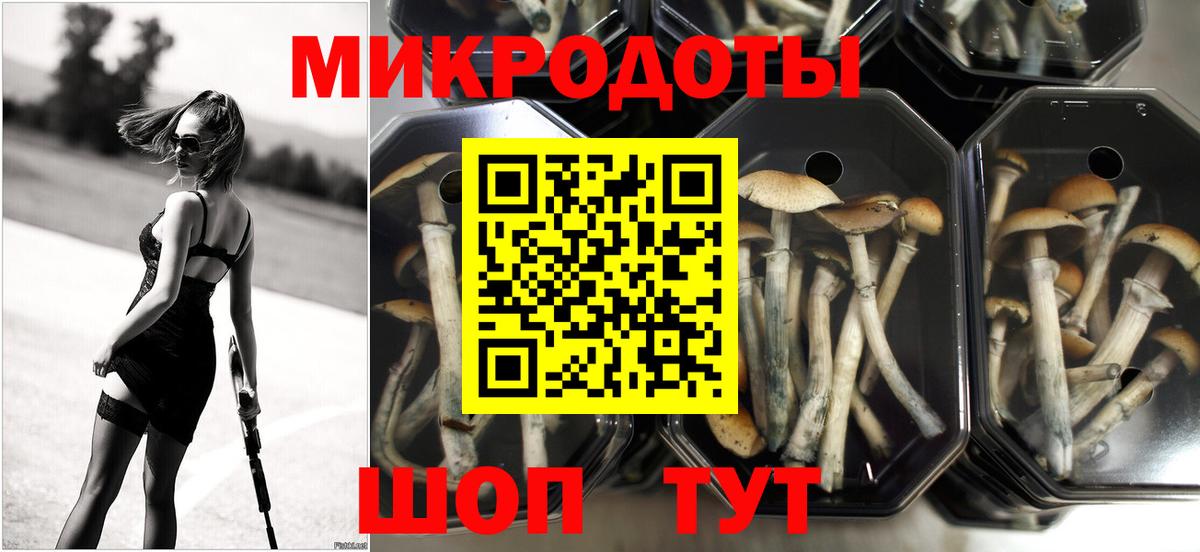 Псилоцибиновые грибы Psilocybe Гусиноозёрск