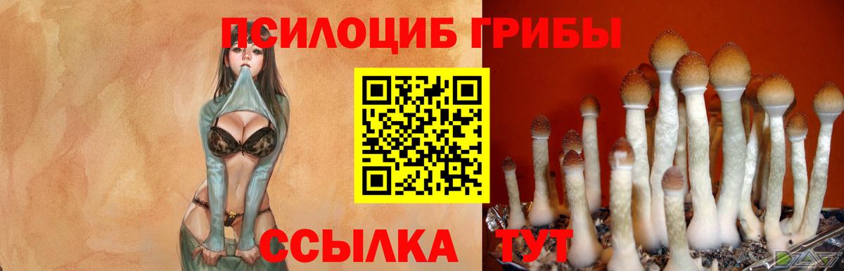 Галлюциногенные грибы Cubensis  Псилоцибиновые грибы MAGIC MUSHROOMS  Гусиноозёрск  Вход с VPN 